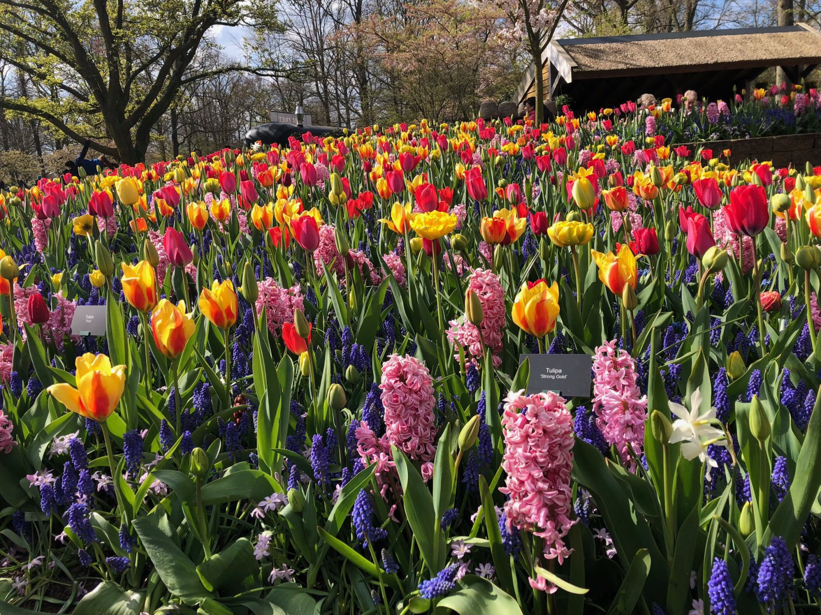 Multicolored tulips